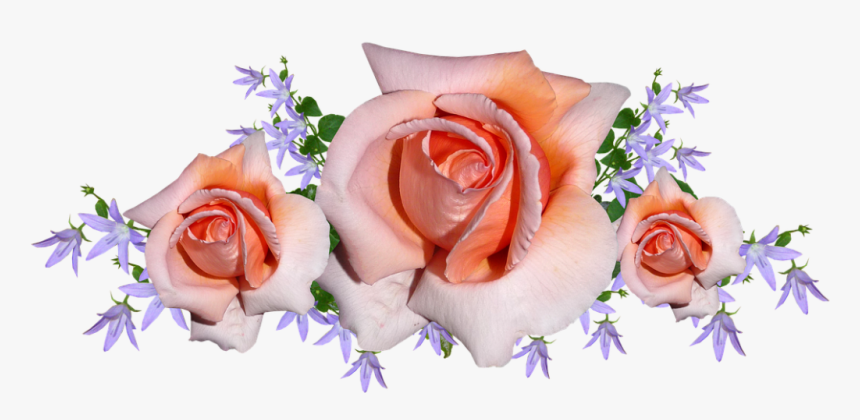 Enviar Los Mejores Mensajes De Amor Por San Valentín - Jardim De Margaridas E Rosas, HD Png Download, Free Download