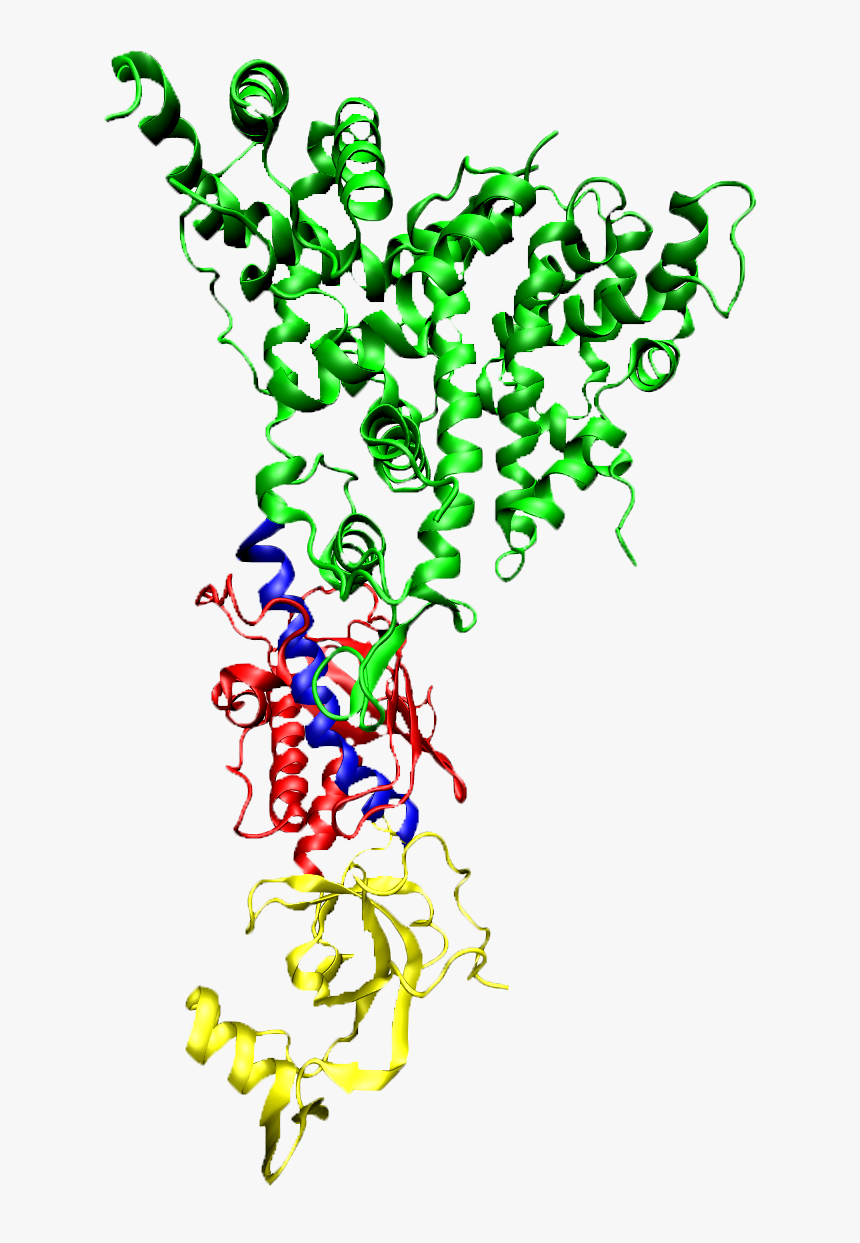 2ffl By Domain Transparent - Sirna Molecule, HD Png Download, Free Download