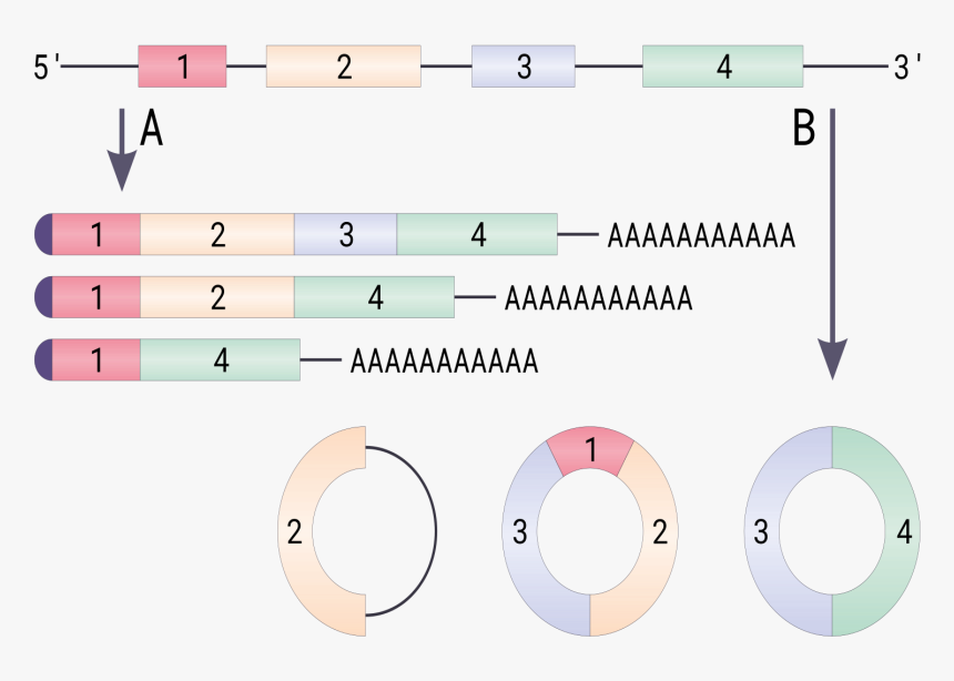 Featured Article Image - Circular Rna, HD Png Download, Free Download