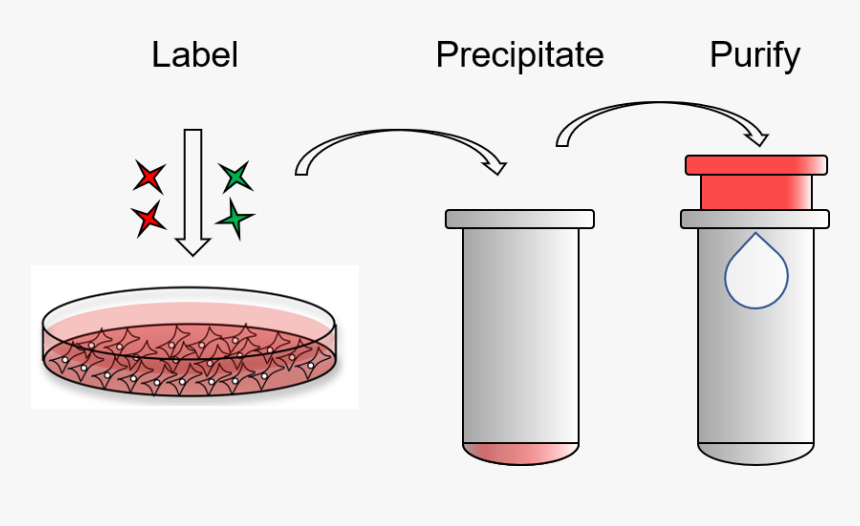 Exoclean, Exosome Purification Kit, HD Png Download, Free Download