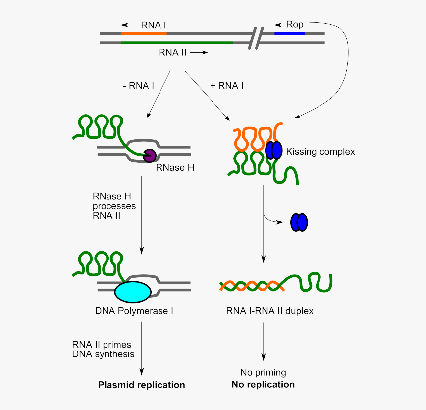 Function Of Rop Gene, HD Png Download, Free Download