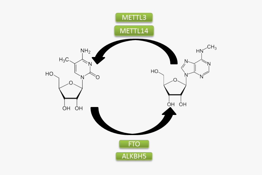 M6a Modification - M6a Modification In Rna, HD Png Download, Free Download