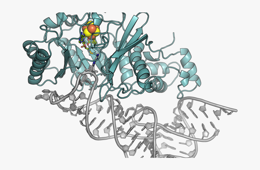 Caught In The Act - Molecular Protein Png, Transparent Png, Free Download