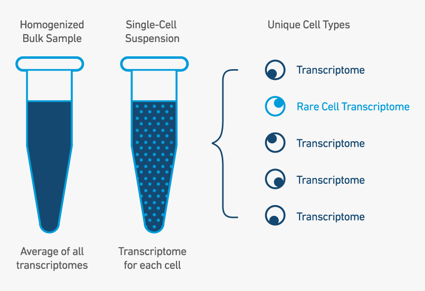 Why Settle For Average - Single Cell Vs Bulk Rna Seq, HD Png Download, Free Download