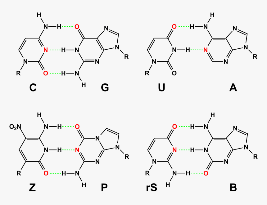 Hachimoji Rna Base Pairs - 25 Dna Base Pair, HD Png Download, Free Download