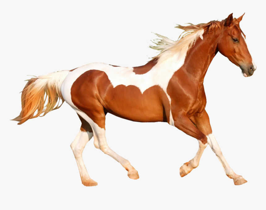 Share This Image - Caballo Al Galope Png, Transparent Png, Free Download