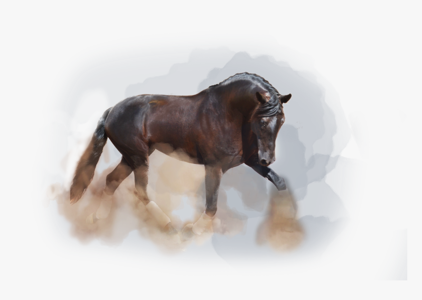 Caballo Portada - Caballo Español Png, Transparent Png, Free Download