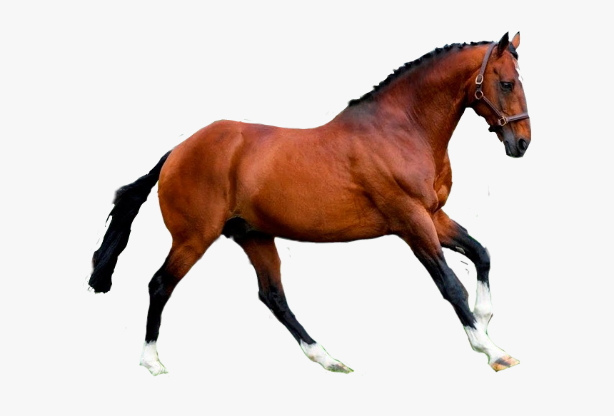#horse #caballo - Caballo Sticker, HD Png Download, Free Download
