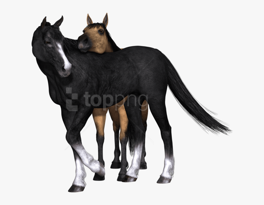 Free Png Download Horses Black Horse Looking Back Png - Caballos Negros Png, Transparent Png, Free Download