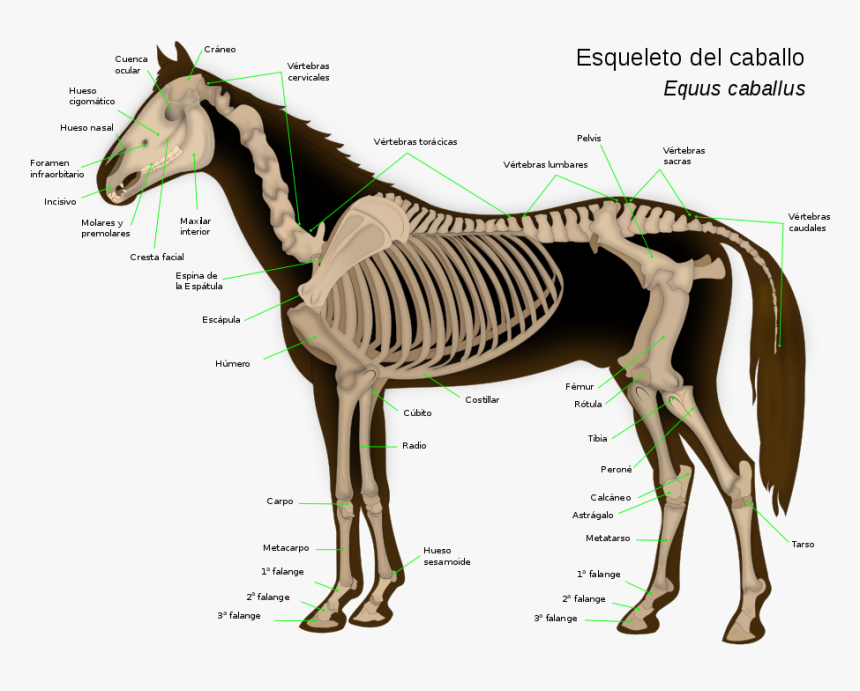 Skeletal System Of A Horse, HD Png Download, Free Download