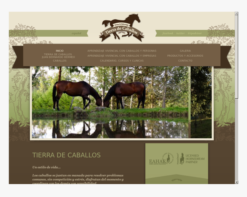 Caballos Png, Transparent Png, Free Download