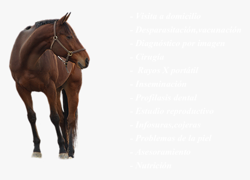 Png Caballos, Transparent Png, Free Download