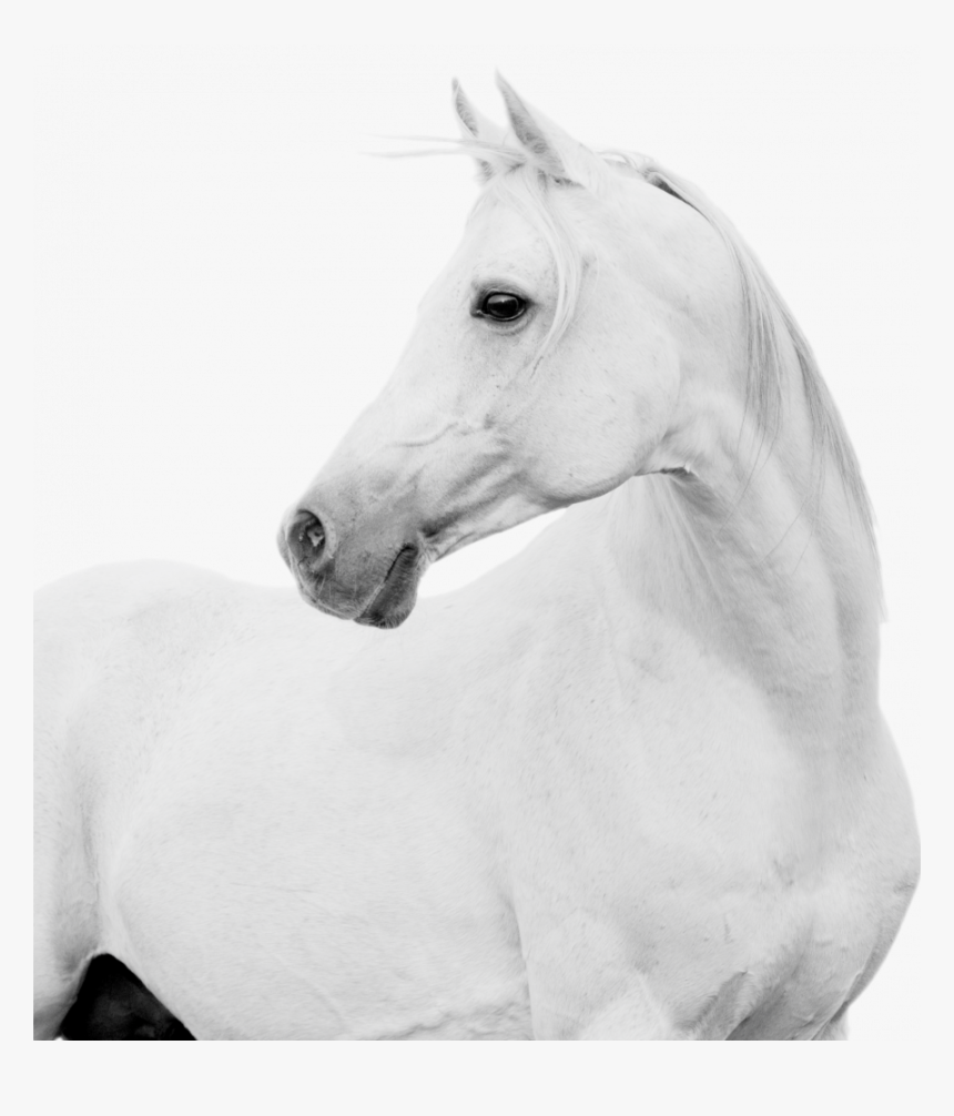 Gallery/caballo - Stallion, HD Png Download, Free Download