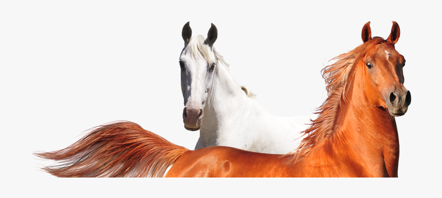 19 Animales De Granja - Bebedero De Caballos En Png, Transparent Png, Free Download