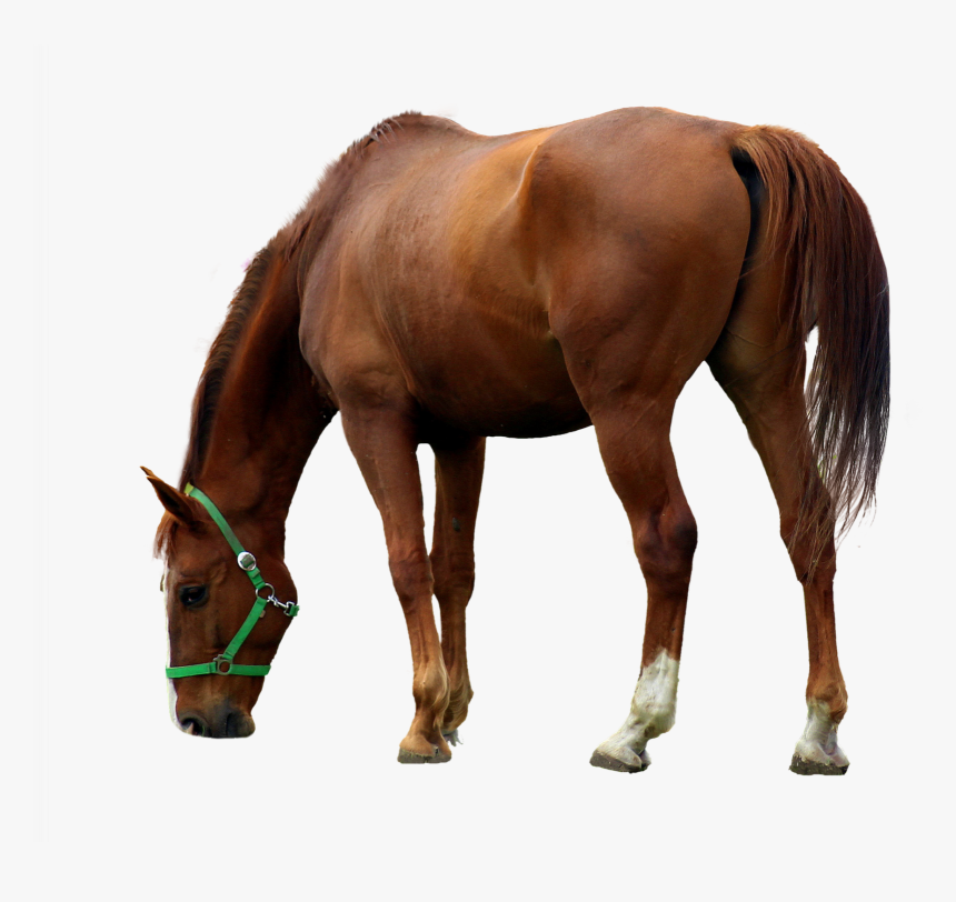 Caballos Y Potros - Horse Drinking Water Png, Transparent Png, Free Download