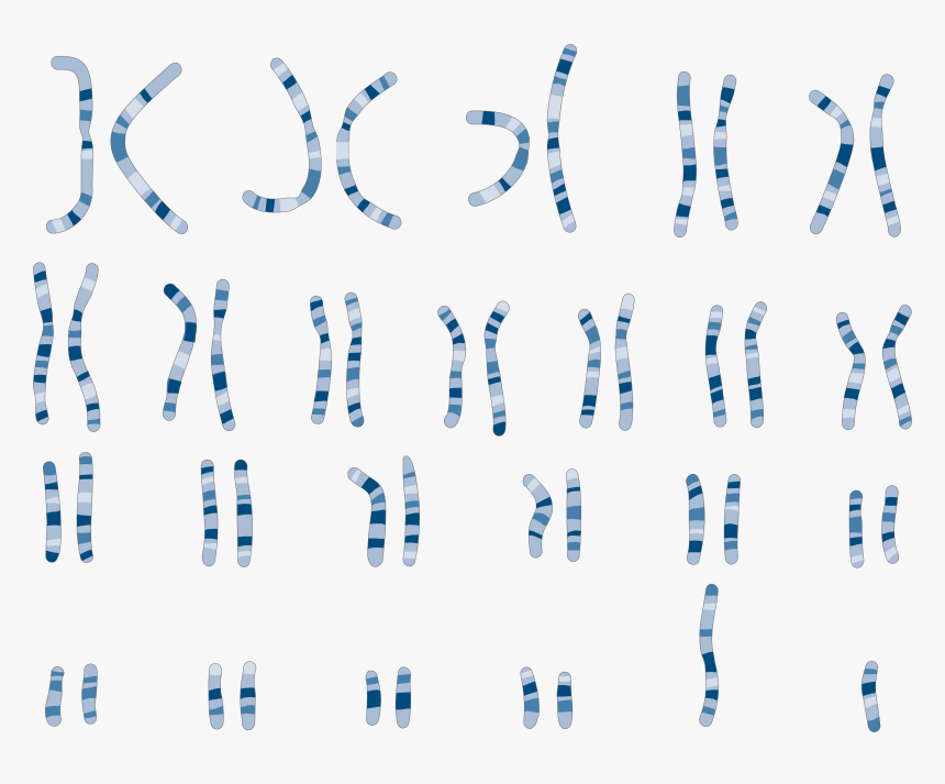 Servier Medical Art Chromosome, HD Png Download, Free Download
