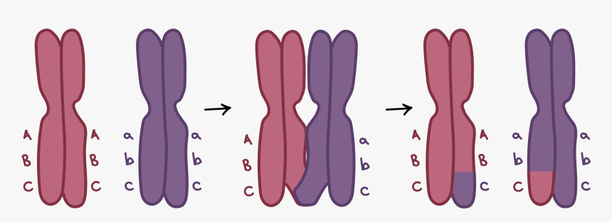 Cómo La Meiosis Mezcla Y Empareja Genes, HD Png Download, Free Download