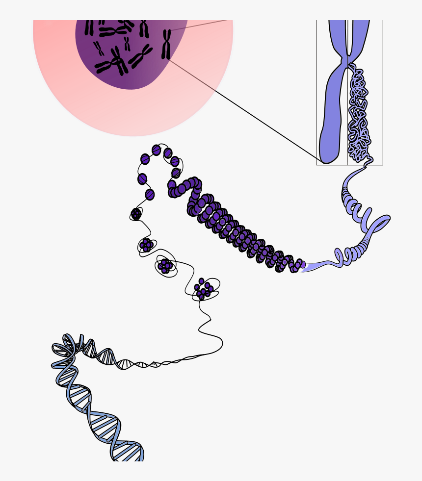 Cromossomo Descondensando Svg Clip Arts - Dna Chromosome Transparent Background, HD Png Download, Free Download