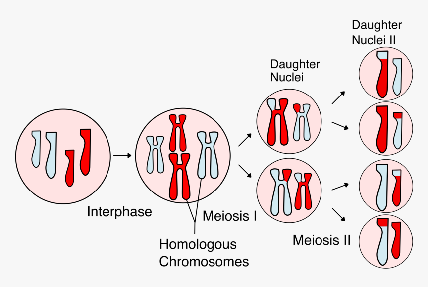Homologous Chromosomes, HD Png Download, Free Download
