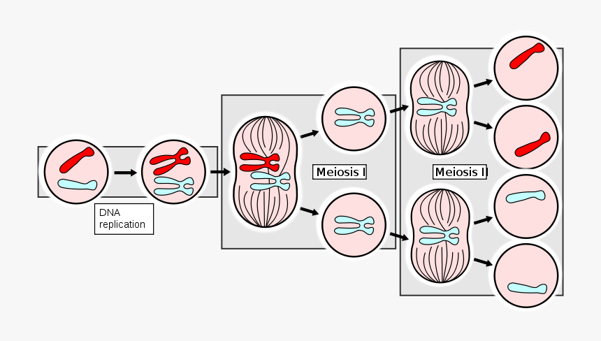 Ahsmediacenter - Pbworks - Com/f/meiosisapng - Mitosis Reproduction, Transparent Png, Free Download