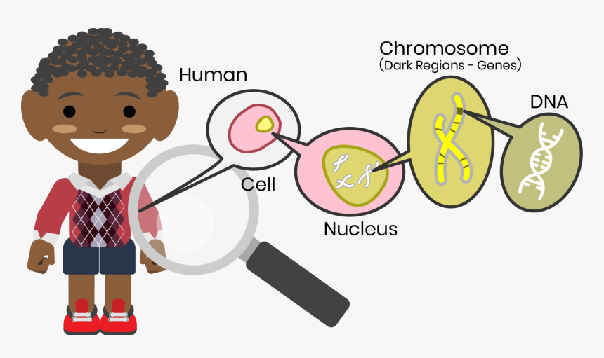 Heredity Cartoon Png, Transparent Png, Free Download