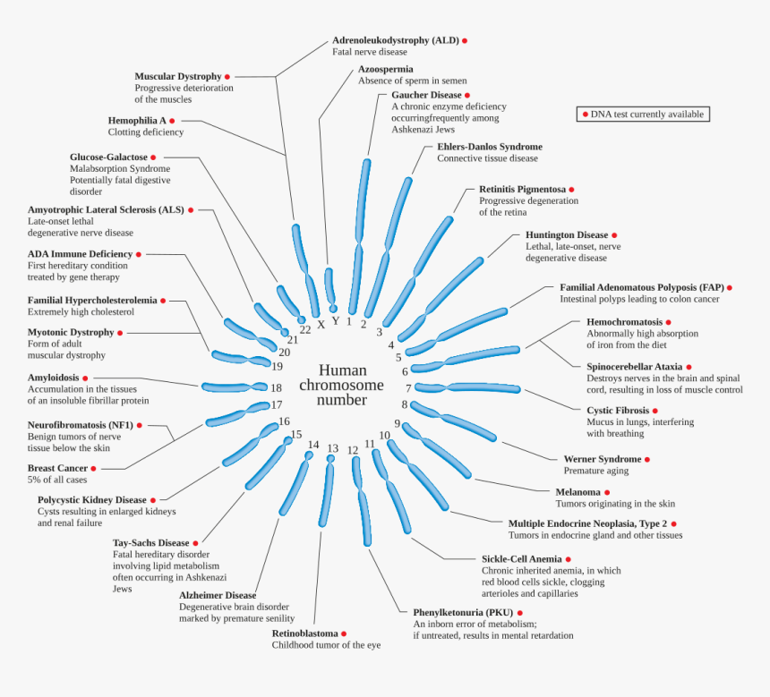 Human Chromosome Diseases Set En - Human Chromosome And Diseases, HD Png Download, Free Download