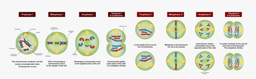 Stages Of Meiosis, HD Png Download, Free Download