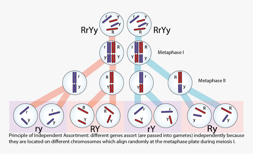 Principle Of Independent Assortment - Mendel's Law Of Inheritance, HD Png Download, Free Download