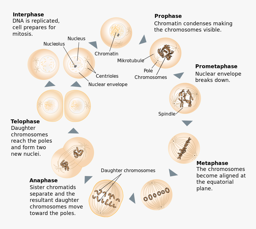 Difference Between Mitosis And Meiosis - Between Prophase And Metaphase, HD Png Download, Free Download