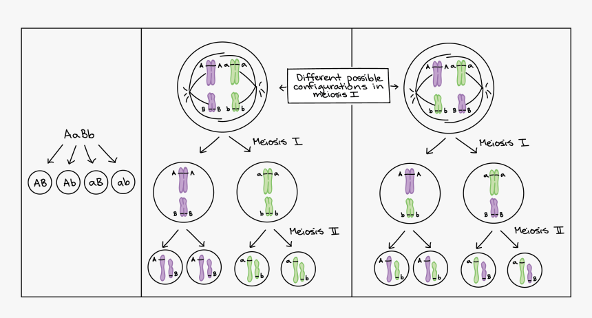 Diagram, HD Png Download, Free Download