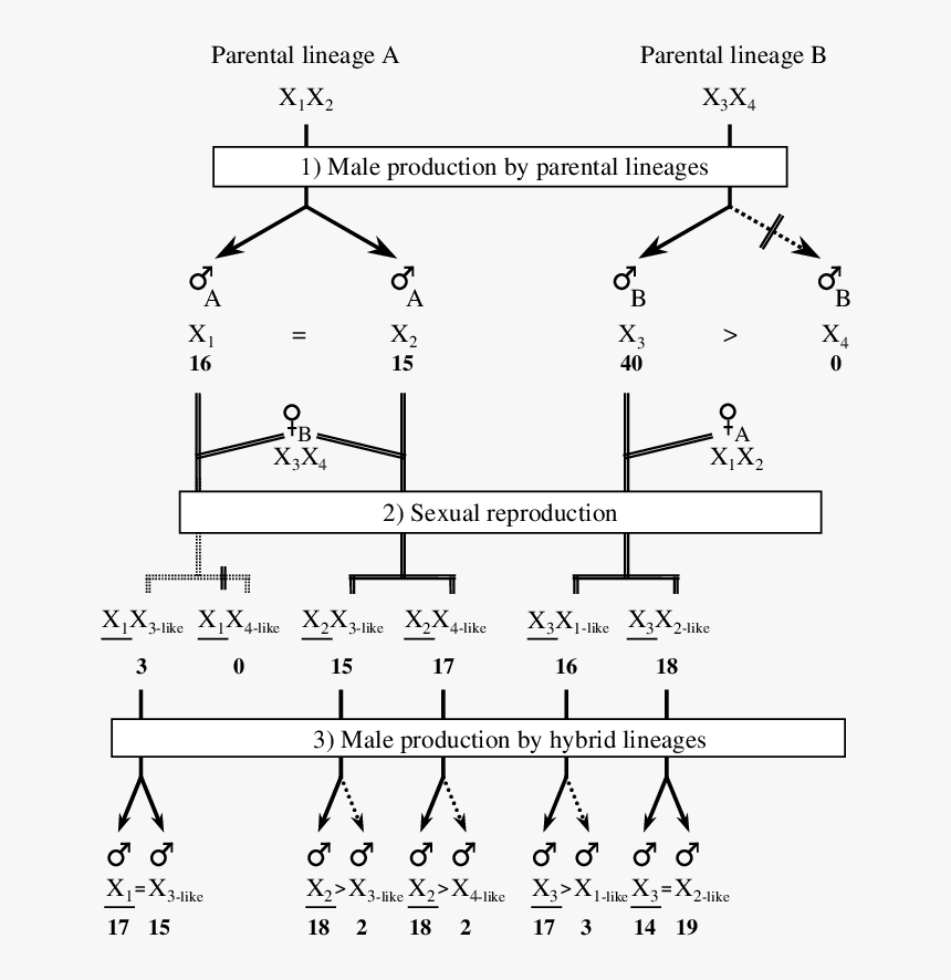 Diagram, HD Png Download, Free Download