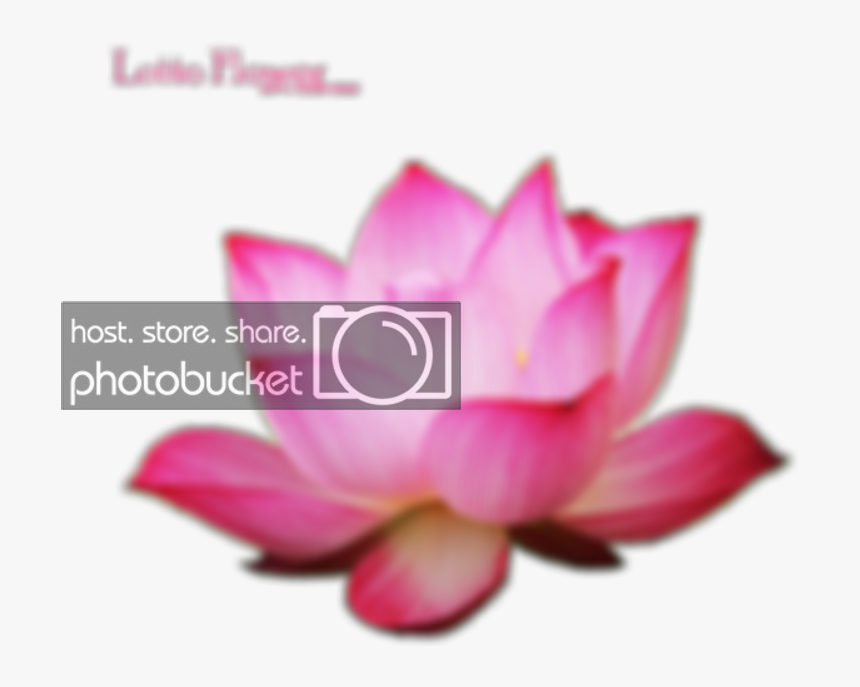 Lotus Photo Oscar Dsings Photobucket - Sacred Lotus, HD Png Download, Free Download