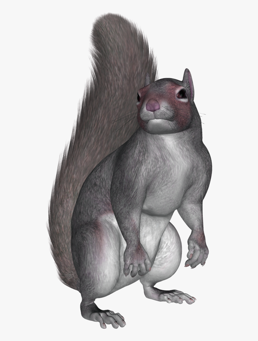 Squirrel - Sitting Squirrel Meme, HD Png Download, Free Download