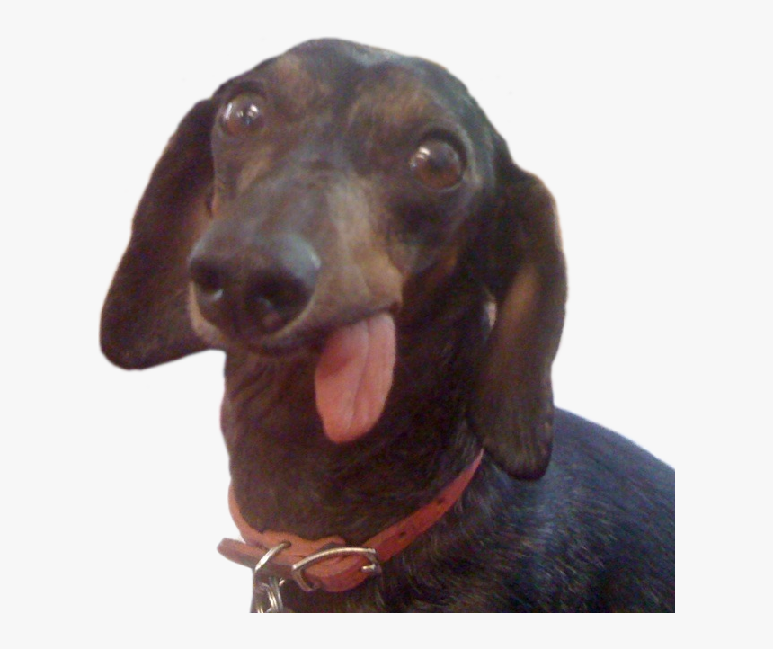 Dachshund Old No Teeth, HD Png Download, Free Download