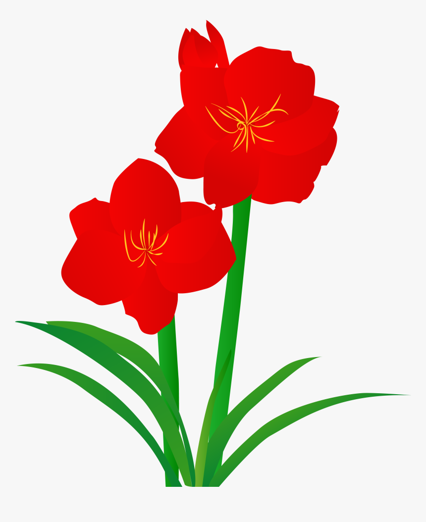 Hand Drawn Illustration Plant Illustrated Png And Vector - Hippeastrum, Transparent Png, Free Download