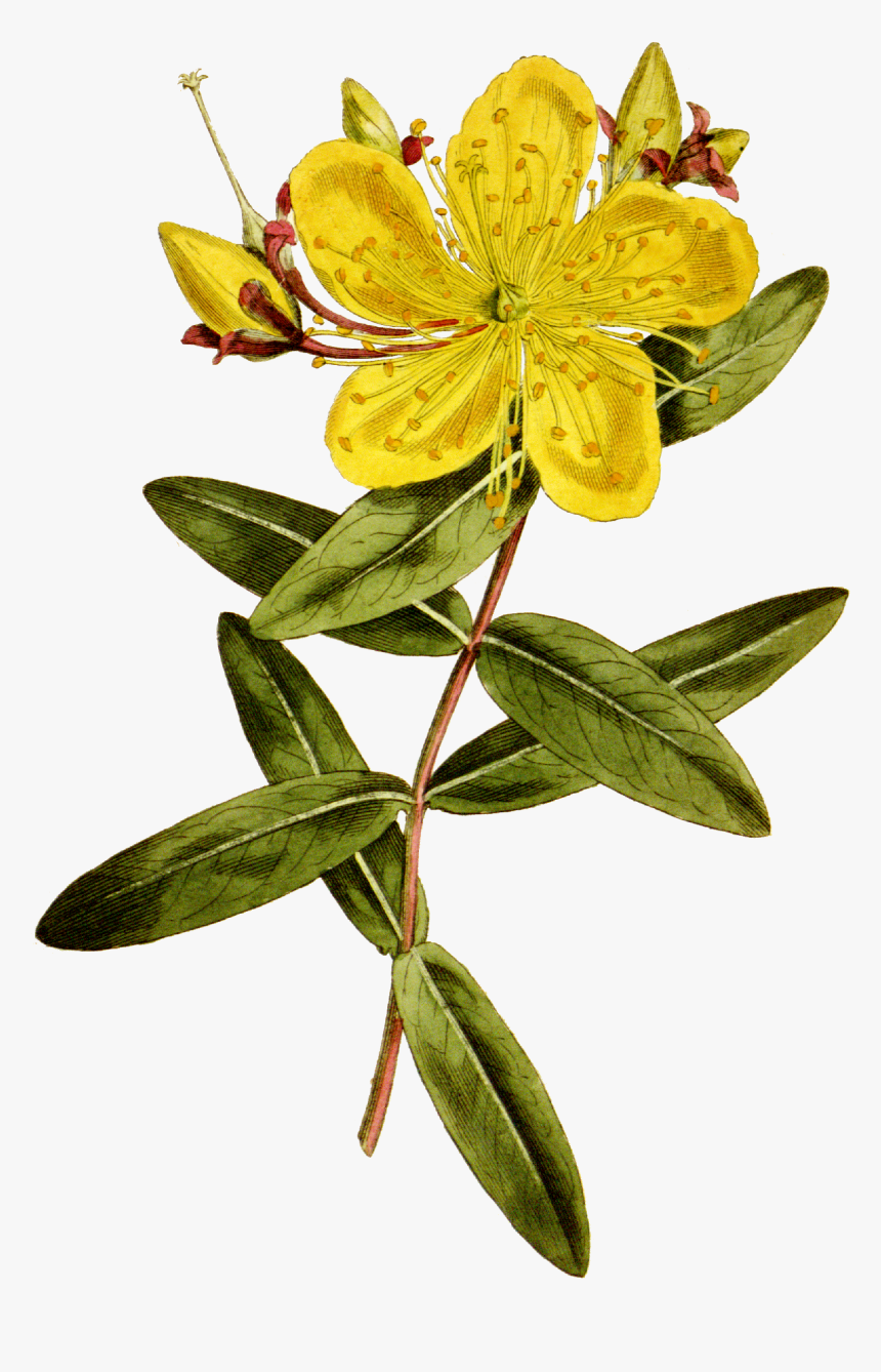 Hypericum Monogynum William Curtis - St John's Wort Botanical, HD Png Download, Free Download