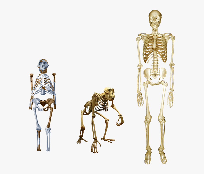 Compare Lucy With Both Human And Chimp - What's The Opposite Of Bipedal, HD Png Download, Free Download