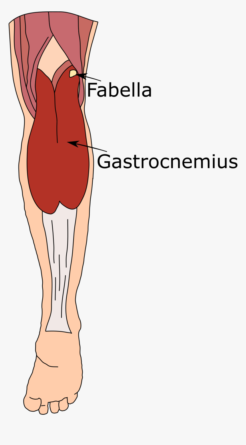 Fabella Sesamoid Bone, HD Png Download, Free Download