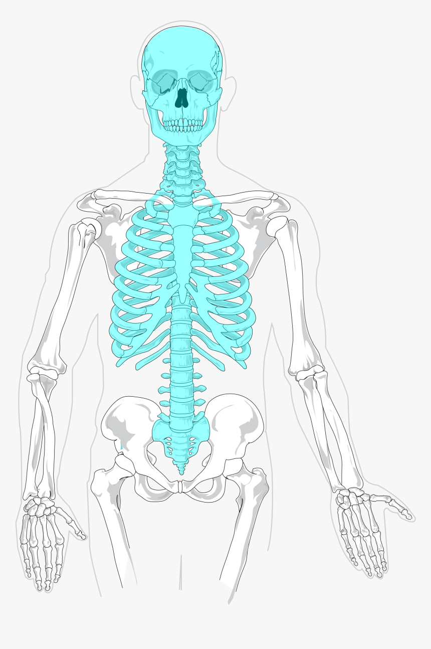 Human Bones Png, Transparent Png, Free Download