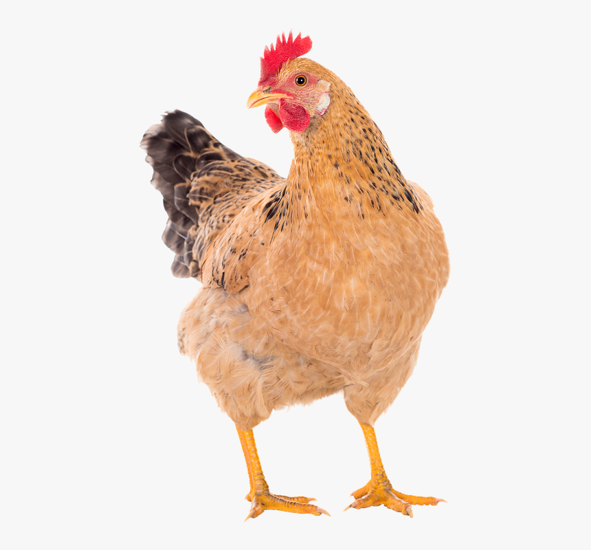 Hen Png, Transparent Png, Free Download