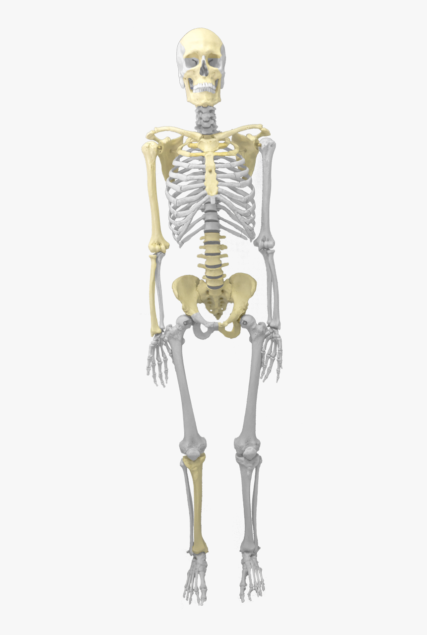 Skeleton, HD Png Download, Free Download