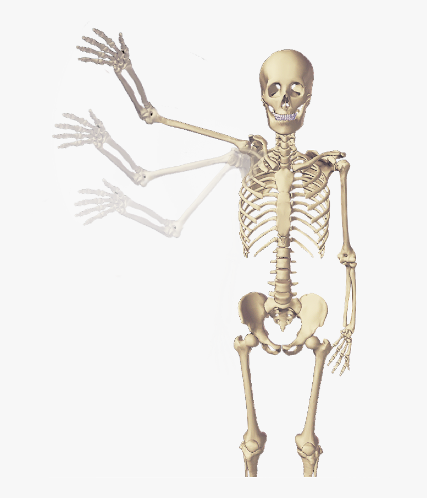 Bones And Joint Movement In Live Human Subjects - Skeleton, HD Png Download, Free Download