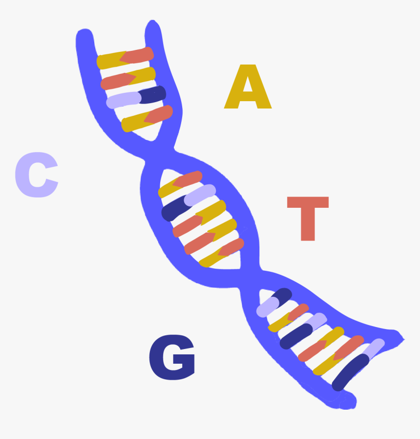 Abbreviation Of Deoxyribonucleic Acid, A Long Molecule - Best Brain Test Questions, HD Png Download, Free Download