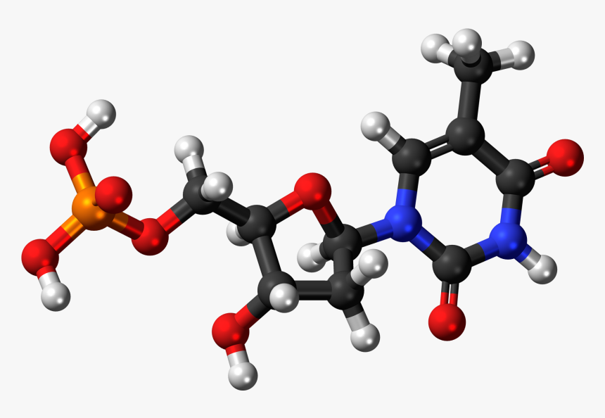 3d Dna Png Picture Freeuse Download - Adenosine Triphosphate 3d Structure, Transparent Png, Free Download