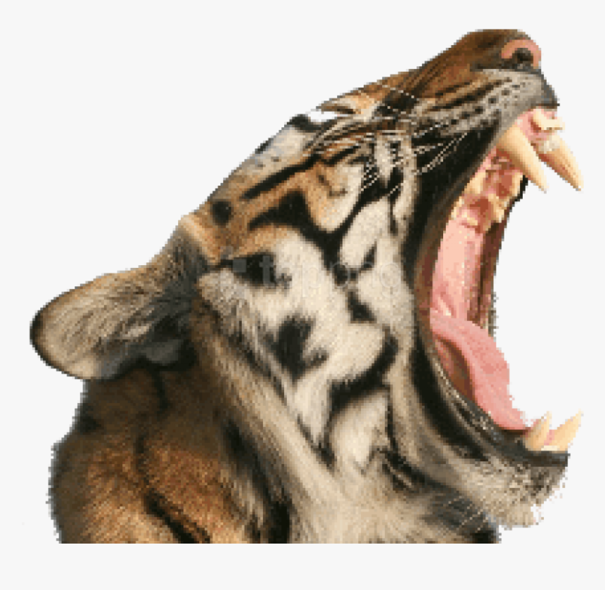 Download Tiger Images Background - Tiger With Open Mouth Png, Transparent Png, Free Download