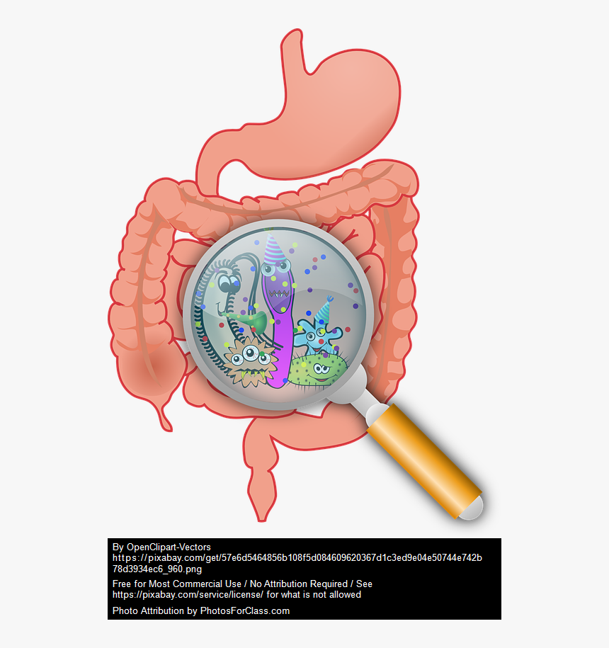 El Segundo Cerebro, HD Png Download, Free Download