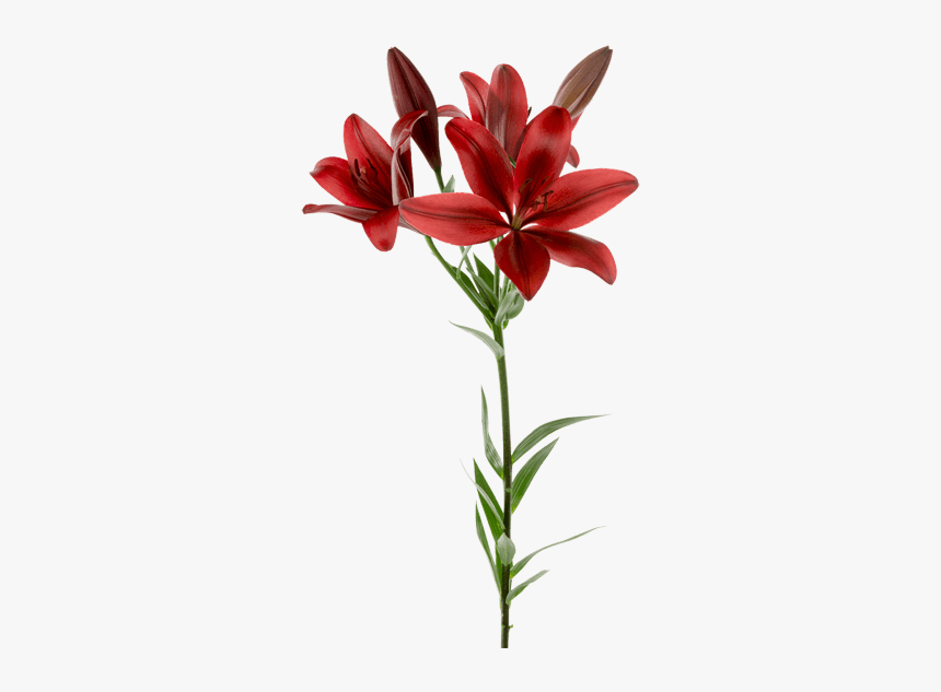 Lily, HD Png Download, Free Download