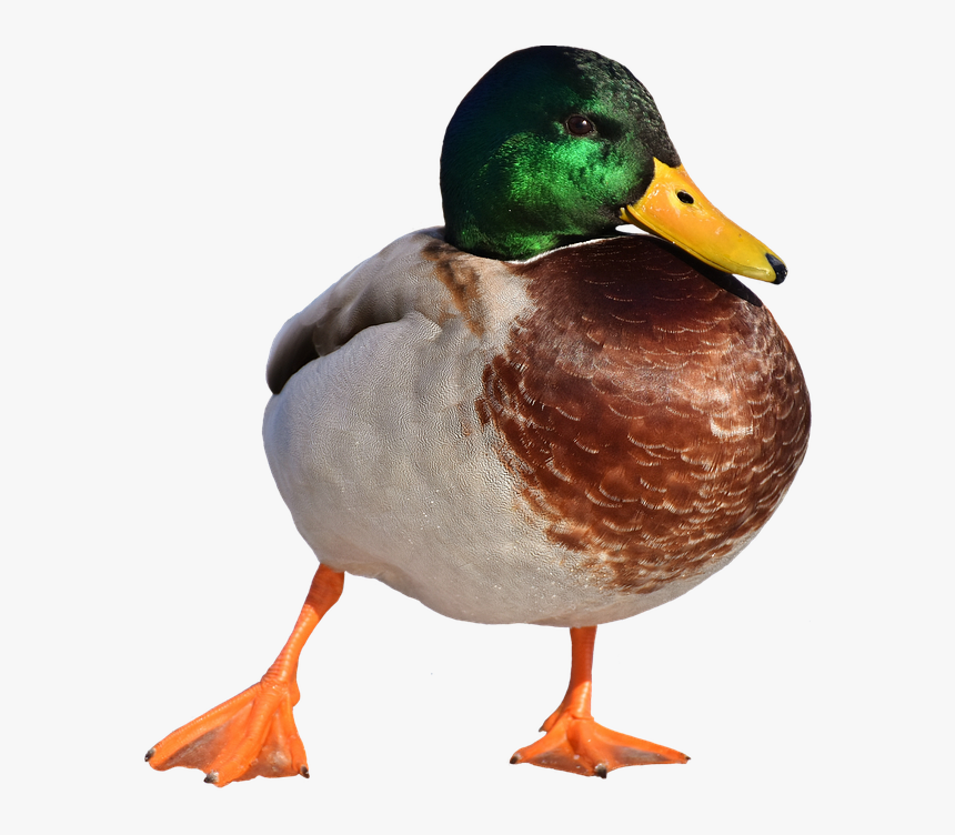 Thumb Image - Canard Col Vert Png, Transparent Png, Free Download