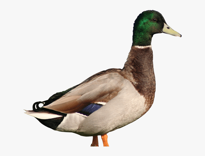 Pato Png, Transparent Png, Free Download