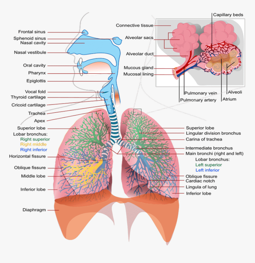 Effects Of Smoking On The Respiratory System - Anatomy Respiratory System Labeled, HD Png Download, Free Download